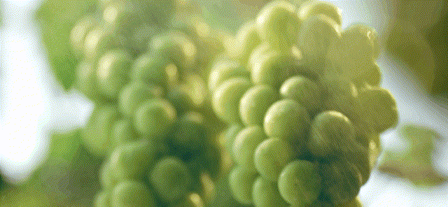 雨水葡萄~1.gif