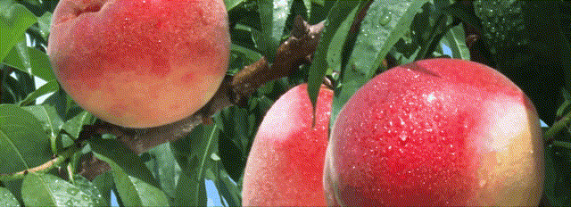 丰姿~2.gif