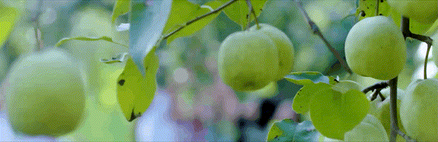 花花~1.gif