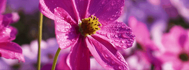 张凡画画~1.gif