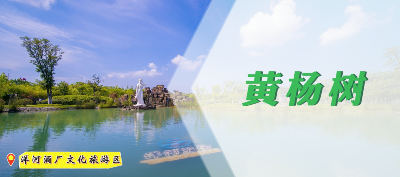 {EE57DD06-AEE8-4c5a-99DA-725865A8955F}.png