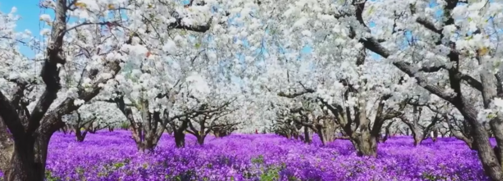 {4CACE06D-EF00-4a63-8388-0B5525F4D83A}.png