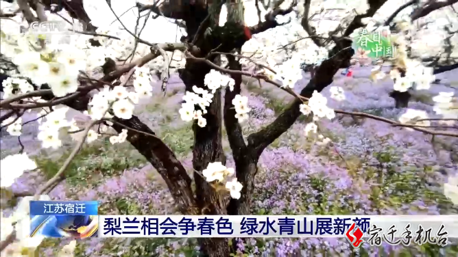 【央视关注】春日中国  来宿迁三台山赏梨兰会吧！