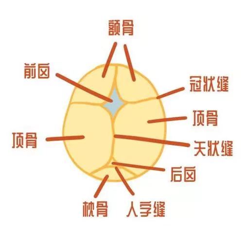 視頻扁頭好還是圓頭好醫生不要輕易嘗試矯正