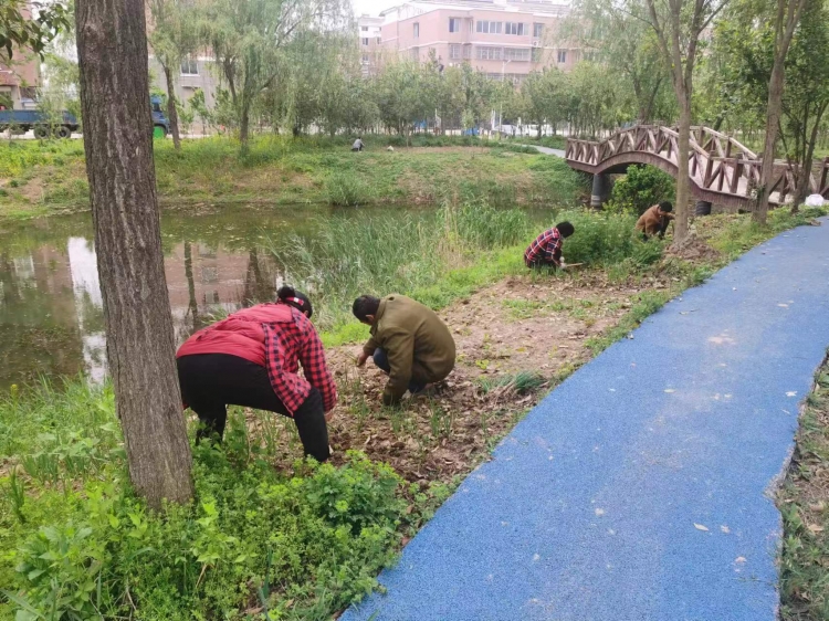 临河镇：清理违规种植 确保河道安全