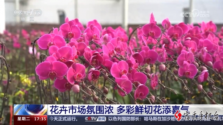 【央视关注】江苏宿迁：花卉市场氛围浓 多彩鲜切花添喜气