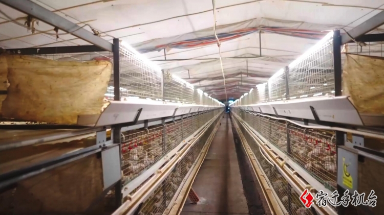 大地“新”歌（13）| 科技赋能 肉鸡养殖智能又生态