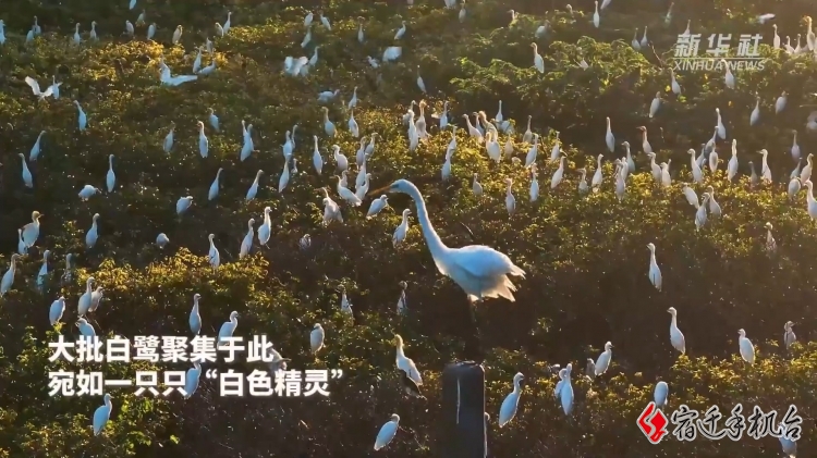 【新华社关注】江苏宿迁：白鹭“风暴”来袭