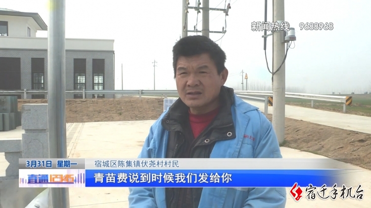 宿城陈集：青苗补偿发放慢，原因出在这！