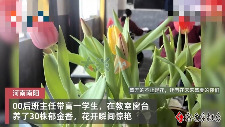 南阳：00后班主任带高中生在教室种鲜花